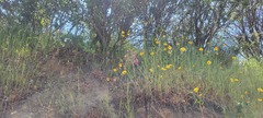 Calochortus amoenus, photograph author not stated, no rights reserved