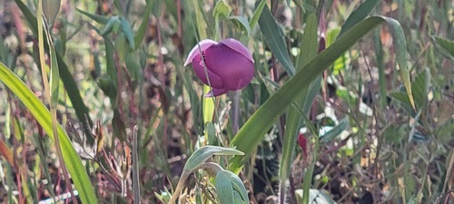 Purple Fairy-lantern (Calochortus amoenus)