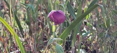 Calochortus amoenus, photograph author not stated, no rights reserved