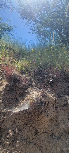Calochortus amoenus, photograph 6