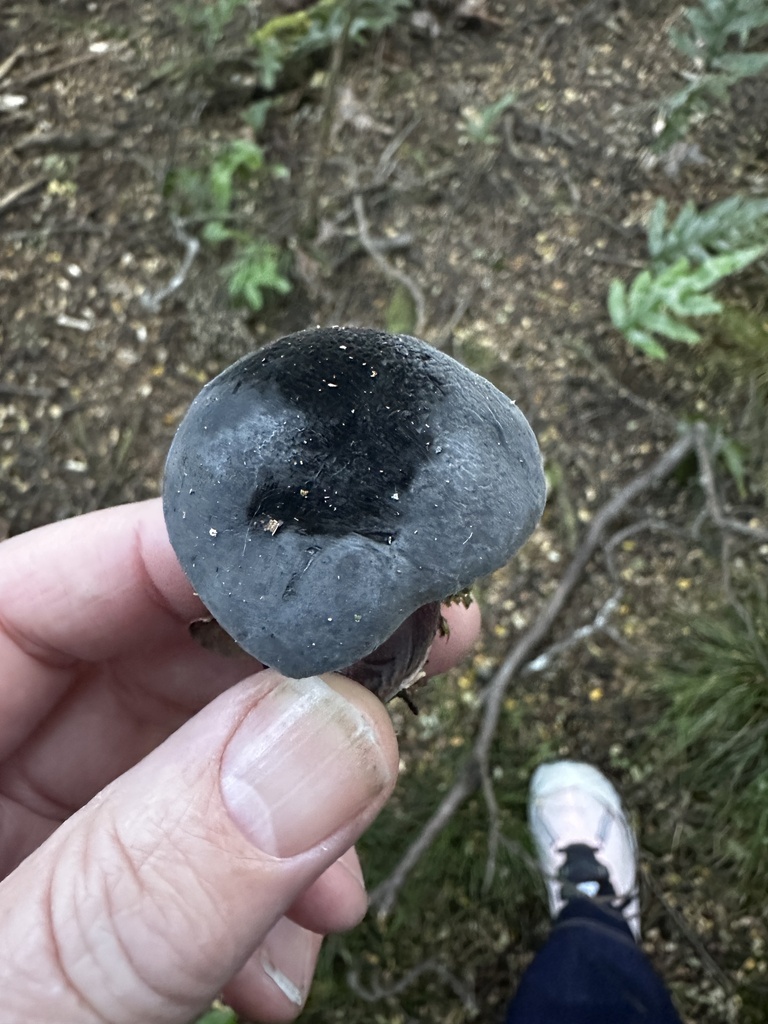 Tylopilus formosus · May 2025 · photo: © nicolamh (iNaturalist, CC)
