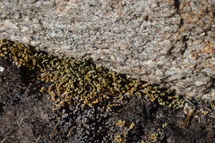 Selaginella watsonii