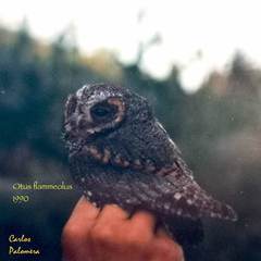 Psiloscops flammeolus