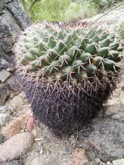 Mammillaria wagneriana