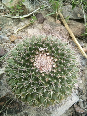 Mammillaria wagneriana