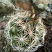 Coryphantha recurvata canatlanensis - Photo (c) Ing Edgar Rocha,  זכויות יוצרים חלקיות (CC BY-NC), הועלה על ידי Ing Edgar Rocha