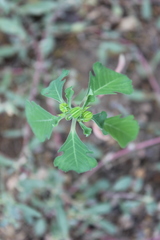 Euphorbia jaliscensis