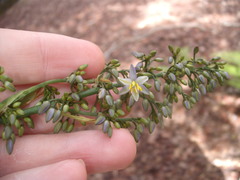 Dianella bambusifolia