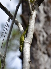 Anolis noblei