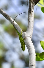 Anolis noblei