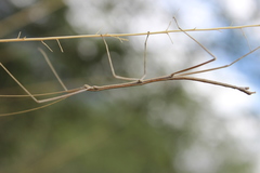 Pseudosermyle strigiceps