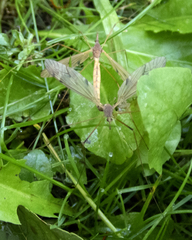 Tipula ultima