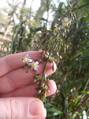 Dianella bambusifolia