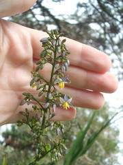 Dianella bambusifolia