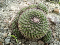 Mammillaria wagneriana