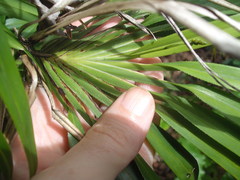Dianella bambusifolia