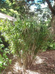 Dianella bambusifolia
