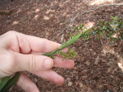 Dianella bambusifolia