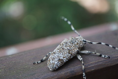 Coptops leucostictica