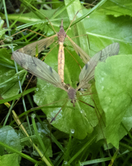 Tipula ultima