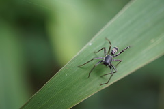 Araneae
