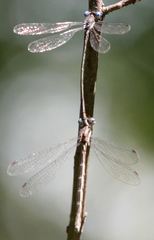 Lestes congener