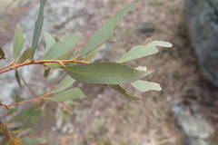 Eucalyptus stellulata