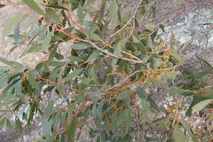 Eucalyptus stellulata