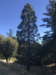 Calocedrus decurrens