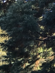 Calocedrus decurrens
