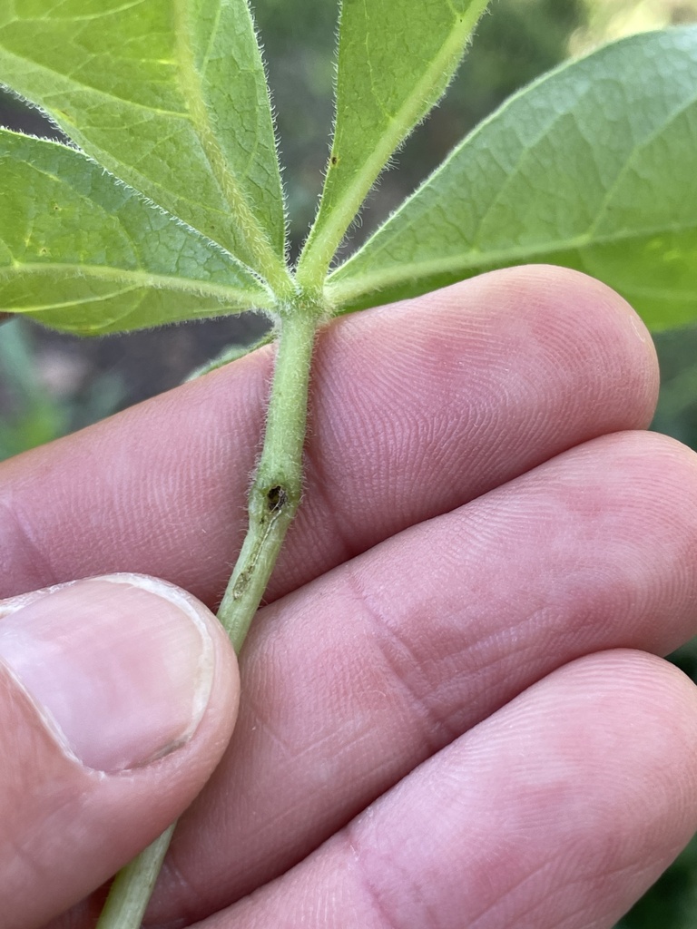 Ampeloglypter ampelopsis