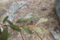Eucalyptus stellulata