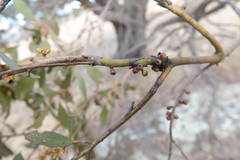Eucalyptus stellulata