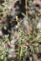 Guilleminea densa