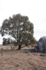 Eucalyptus stellulata