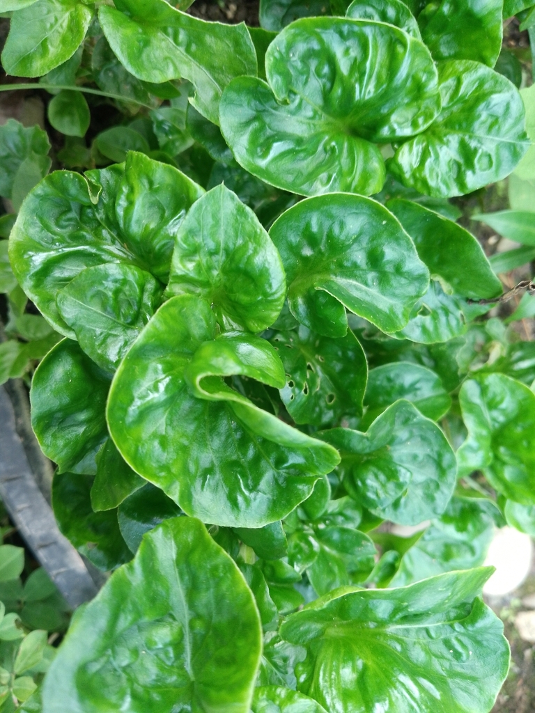 Spinacia oleracea
