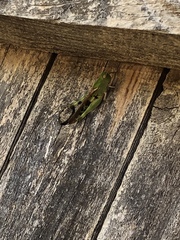 Chortophaga australior