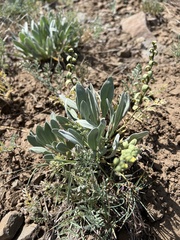 Arctic Cress (Parrya)