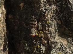 Pseudotephritina cribellum