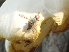 Pseudotephritina cribellum