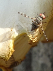 Pseudotephritina cribellum
