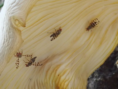Pseudotephritina cribellum