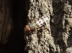 Pseudotephritina cribellum