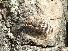 Pseudotephritina cribellum