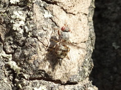 Pseudotephritina cribellum
