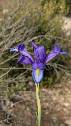 Avistamiento Iris azul de las marismas (Iris xiphium)