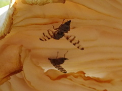 Pseudotephritina cribellum