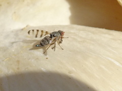 Pseudotephritina cribellum