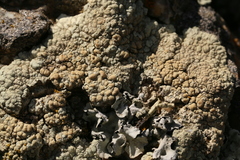 Protoparmeliopsis pinguis