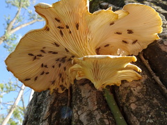Pseudotephritina cribellum